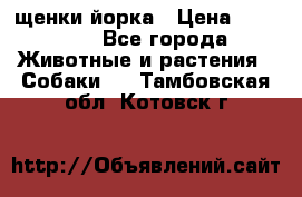 щенки йорка › Цена ­ 15 000 - Все города Животные и растения » Собаки   . Тамбовская обл.,Котовск г.